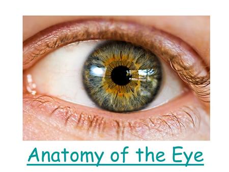 Anatomy of the Eye.