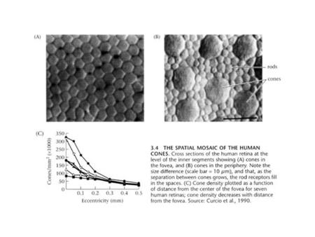 Foveal cones are about 2.4 μm in diameter (0.7 min of arc) Peripheral cones are about 5.8 μm in diameter (1.7 min of arc)