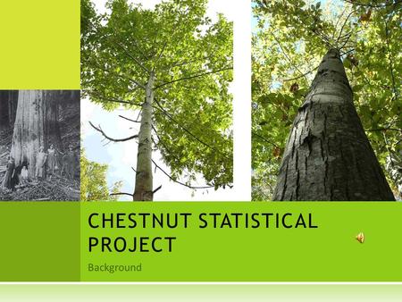 Background CHESTNUT STATISTICAL PROJECT. T REE B ACKGROUND  The American Chestnut Tree was once one of America’s most prominent, large, and useful trees.