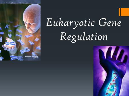 Eukaryotic Gene Regulation. Chromatin Structure  DNA & protein  1) Nucleosomes  DNA & histones (proteins)  DNA wrapped around 8-piece histone bead.