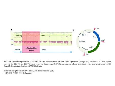 Fig. 15.1 Genomic organization of the TRPV5 gene and constructs. (a) The TRPV5 promoter (orange box) consists of a 3.6 kb region between the TRPV5 and.