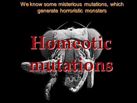 Homeotic mutations We know some misterious mutations, which generate horroristic monsters.