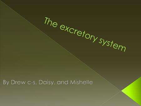 The excretory system is the system in your body that filters the blood, takes the urine transports it to the bladder, and lets it out of the body. Urine.