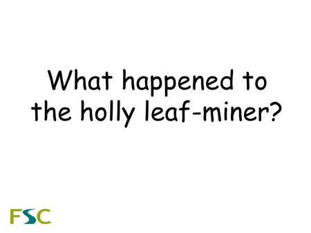 What happened to the holly leaf-miner?. AIM:To investigate the food chains of the holly leaf-miner and the holly tree.