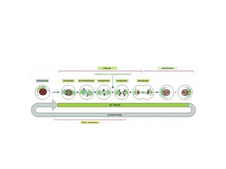 Cell Cycle Control Abnormalities result in cancer or developmental disorders