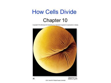 How Cells Divide Chapter 10. Prokaryotic Chromosome Prokaryotes typically have only one chromosome This chromosome contains all of the genes required.