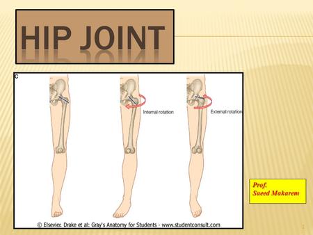 HIP JOINT Prof. Saeed Makarem.