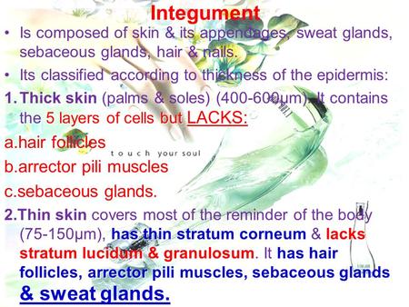 Integument a.hair follicles b.arrector pili muscles