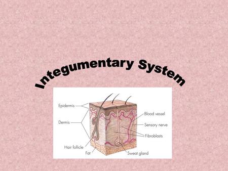 Hair Hair is found in association with thin skin except for the lips, nipples, and portions of the external reproductive organs. There are three general.