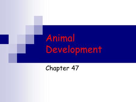 Animal Development Chapter 47. The Miracle of Life Human embryo.