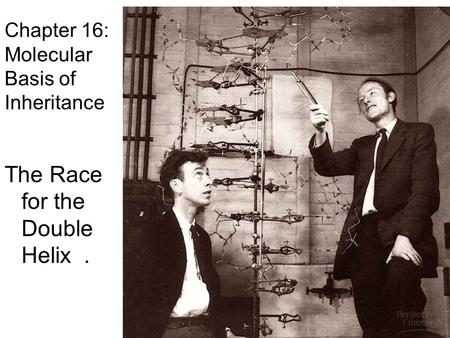 Chapter 16: Molecular Basis of Inheritance