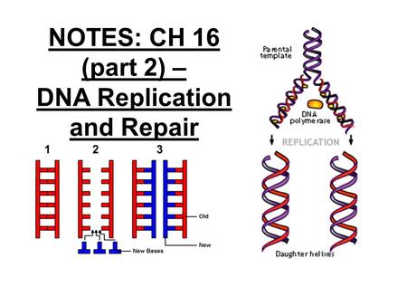 NOTES: CH 16 (part 2) – DNA Replication and Repair.