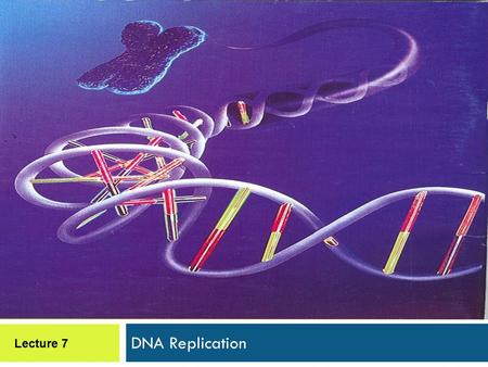 DNA Replication Lecture 7. DNA Replication  Synthesis of two new DNA duplexes based on complementary base sequences with parental DNA.  Is progressive,