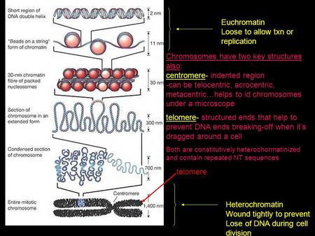 Euchromatin Loose to allow txn or replication Heterochromatin Wound tightly to prevent Lose of DNA during cell division telomere Chromosomes have two key.