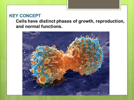 Formation of new cells by cell division