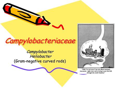 CampylobacteriaceaeCampylobacteriaceae Campylobacter Heliobacter Heliobacter (Gram-negative curved rods)