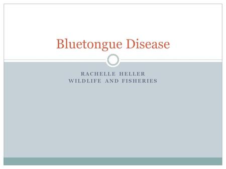 RACHELLE HELLER WILDLIFE AND FISHERIES Bluetongue Disease.