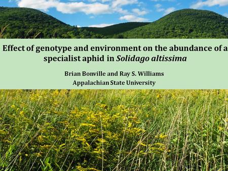 Effect of genotype and environment on the abundance of a specialist aphid in Solidago altissima Brian Bonville and Ray S. Williams Appalachian State University.