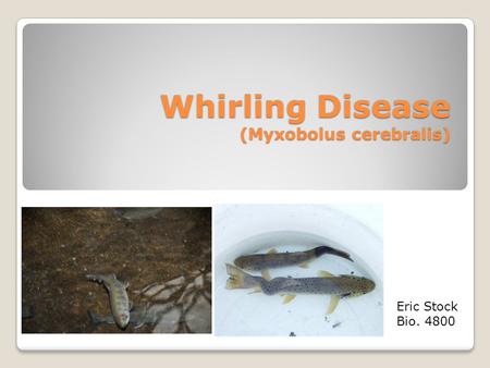 Whirling Disease (Myxobolus cerebralis) Eric Stock Bio. 4800.