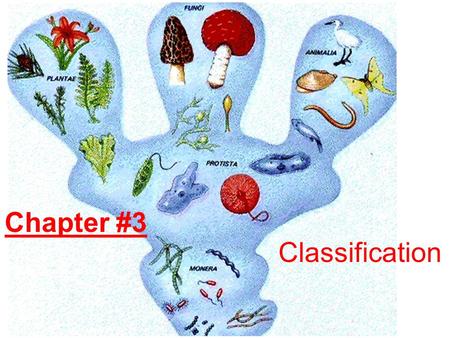 Chapter #3 Classification. Chapter 3.1 Notes Classify- means to group thing together based on similarities. Trait- is a feature (look or behavior) that.