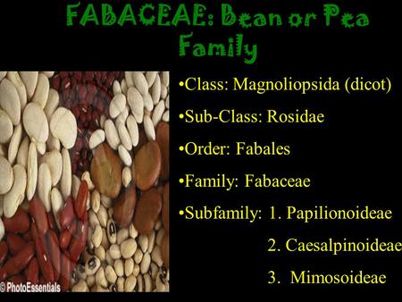 FABACEAE: Bean or Pea Family Class: Magnoliopsida (dicot) Sub-Class: Rosidae Order: Fabales Family: Fabaceae Subfamily: 1. Papilionoideae 2. Caesalpinoideae.