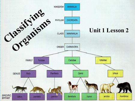 Classifying Organisms Unit 1 Lesson 2. What methods are used to classify living things into groups? Why does every species have a scientific name? Classifying.