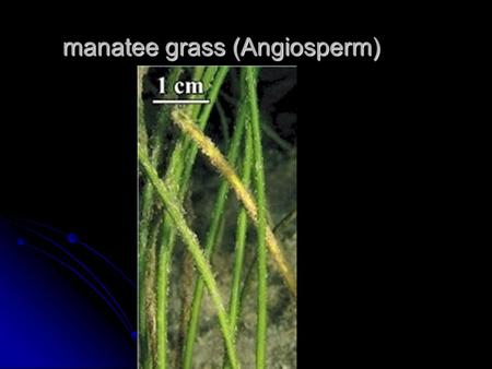 Manatee grass (Angiosperm). turtle grass (Angiosperm)