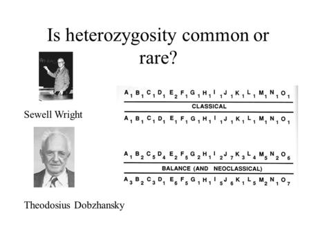 Is heterozygosity common or rare? Sewell Wright Theodosius Dobzhansky.