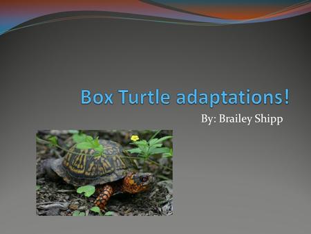 By: Brailey Shipp. Turtle Shell The Box Turtle is Just as Normal as any other Turtle The only thing different from some turtles is its shell.