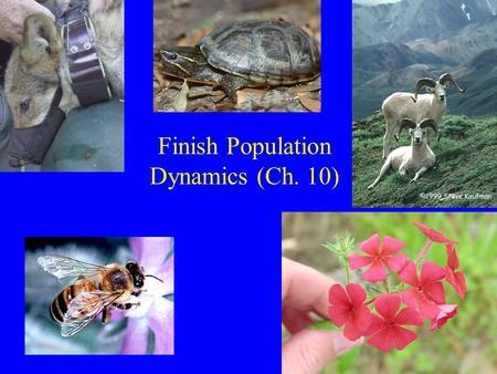 Finish Population Dynamics (Ch. 10). Fecundity Schedule for Phlox drummondii Age (days) nxnx lxlx m x l x m x xl x m x 0-2999961.00 299-3061580.16 306-3131540.15.