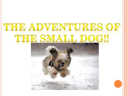 The small dog walked to the end of the driveway and faced a decision. He could take off and try to catch up to his friend Billy on his way to school OR.