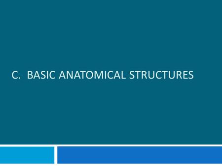 C. BASIC ANATOMICAL STRUCTURES. The Spinal Cord  The spinal cord is divided into right and left sides by two grooves.  The anterior median fissure is.