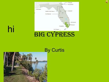 Big cypress By Curtis hi Cypress Cypress: Has 720,000 acres of swamp. some animals are turtles frogs and other swamp creachers. The forest is wet and.