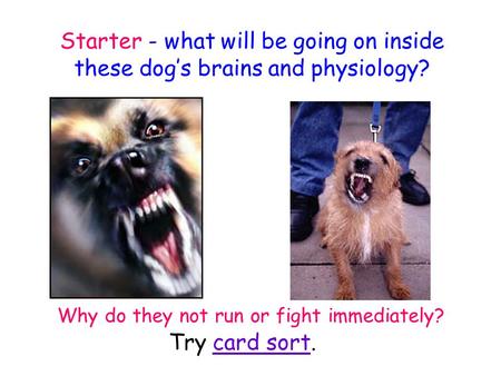 Starter - what will be going on inside these dog’s brains and physiology? Try card sort. Why do they not run or fight immediately?