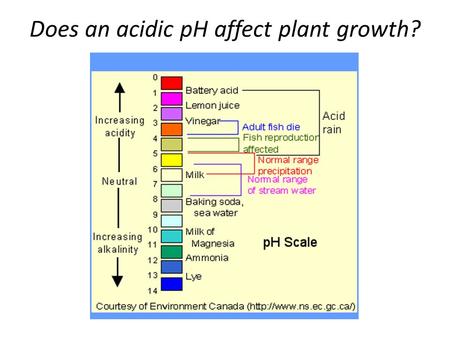 Does an acidic pH affect plant growth?. Alfalfa (Medicago sativa)