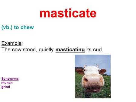 Masticate (vb.) to chew Example: The cow stood, quietly masticating its cud. Synonyms: munch grind.