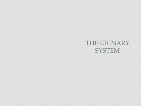 The Urinary System.