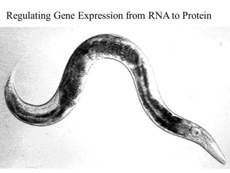 Regulating Gene Expression from RNA to Protein. Fig 16.1 Gene Expression is controlled at all of these steps: DNA packaging Transcription RNA processing.