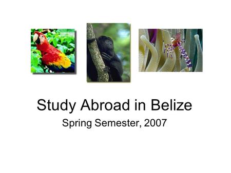 Study Abroad in Belize Spring Semester, 2007. Why Belize? Tropical paradise –Tropical forests Abundant wildlife –Pristine rivers.