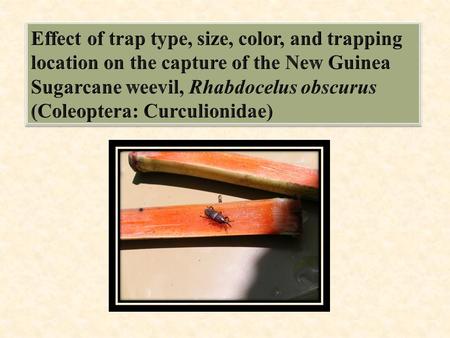 Introduction  Originally, the New Guinea Sugarcane Weevil, (Rhabdoscelus obscurus)belongs to the family Curculionidae, order Coleoptera, is from New.