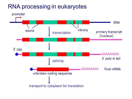 RNA processing in eukaryotes