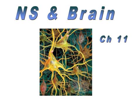 Central Nervous System (CNS) brainbrain spinal cordspinal cord Peripheral Nervous System (PNS) cranial nervescranial nerves spinal nervesspinal nerves.