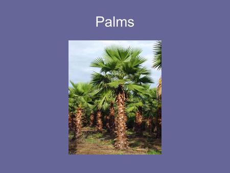 Palms. Most Widely Cultivated Urban Trees Southern Magnolia (Magnolia grandiflora) Blue Gum (Eucalyptus globulus) Mexican Fan Palm ( Washingtonia robusta)