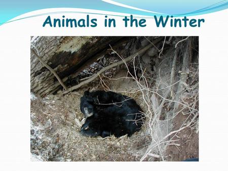 Animals in the Winter.