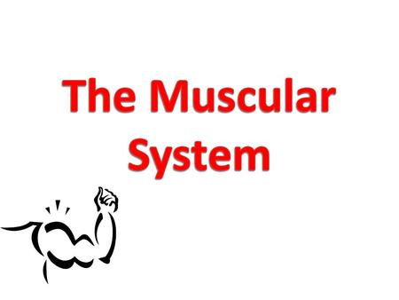 The Muscular System.