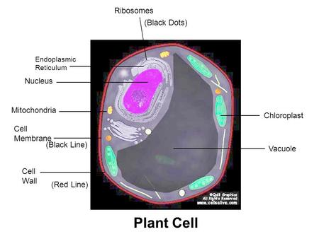 _____________________ Vacuole _________ Chloroplast _____________________ Nucleus _________________ Endoplasmic Reticulum __________ Ribosomes (Black Dots)