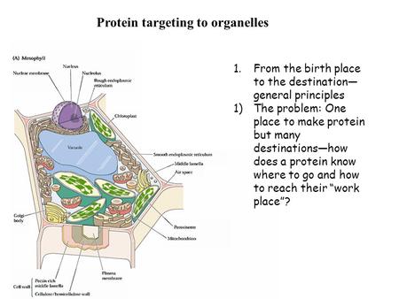 Protein targeting to organelles 1.From the birth place to the destination— general principles 1)The problem: One place to make protein but many destinations—how.