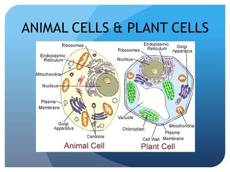 ANIMAL CELLS & PLANT CELLS