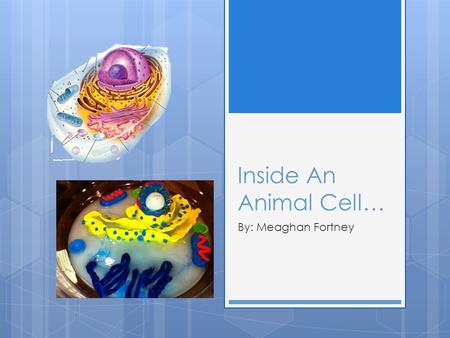 Inside An Animal Cell… By: Meaghan Fortney First Stop: The Cell Membrane  Proteins and Phospholipids take up most of the Cell Membrane  The Phospholipids.