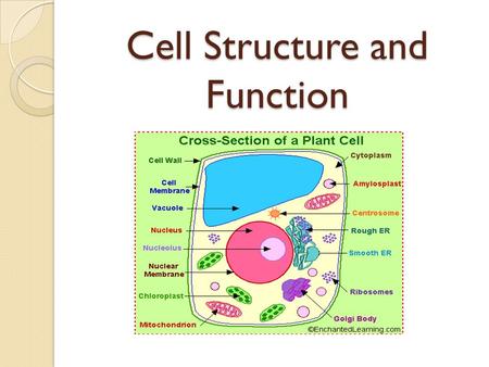 Cell Structure and Function